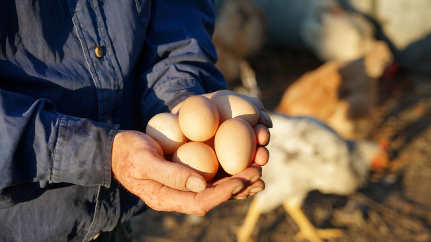 Bara under påskveckan köper vi över 3 000 ton ägg vilket motsvarar cirka 50 miljoner ägg. Foto: Shutterstock
